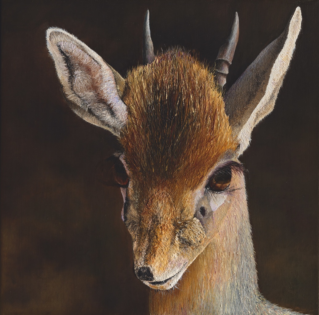 Russell_Hinckley_Dik_Dik
