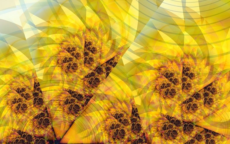 Zonnebloemen