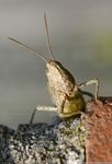 Vaak insekten op ware dan wel meer dan ware grootte gefotografeerd. In veel gevallen in de eigen achtertuin.