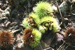 Beelden van alles wat je zoal in de natuur kunt tegenkomen, breed en algemeen, maar niet zijnde dieren en macro, daarvoor zijn aparte groepen.
