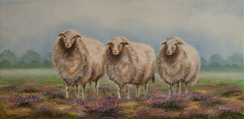 Veluwse Heide schapen