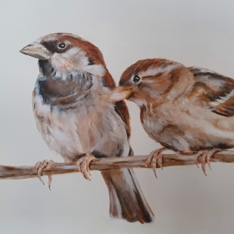dieren dieren