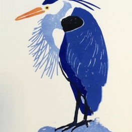 Blauwe reiger, borsthaar Blauwe reiger, borsthaar