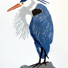 Blauwe reiger, borsthaar Blauwe reiger, borsthaar