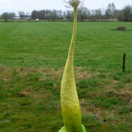 Tot bloei komen / Flowering Tot bloei komen / Flowering
