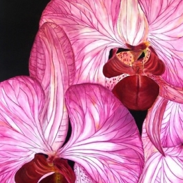 Orchid Orchid