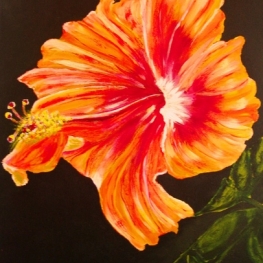 Hibiscus Hibiscus