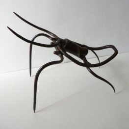 Insect Insect