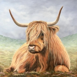 Schotse Hooglander Schotse Hooglander