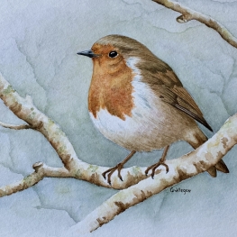 Roodborst Roodborst