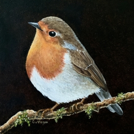 Roodborst 2 Roodborst 2