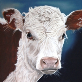 Hereford kalf 1 Hereford kalf 1