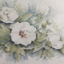 Hibiscus Hibiscus