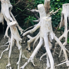 stronken wit mangrove stronken wit mangrove
