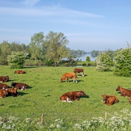 Land van Maas en Waal Land van Maas en Waal