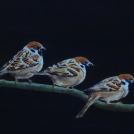 3 mussen 3 mussen