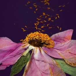 Paeonia II Paeonia II