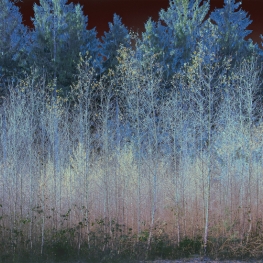 Blauw Bos Blauw Bos
