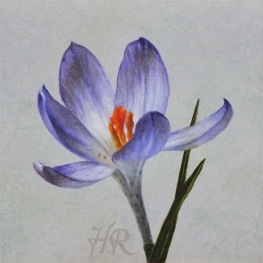 Krokus Krokus