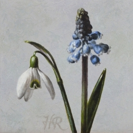 Sneeuwklokje en blauwe druif Sneeuwklokje en blauwe druif