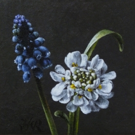 Blauwe druif & Scabiosa Blauwe druif & Scabiosa