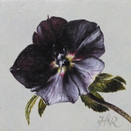 Helleborus Helleborus