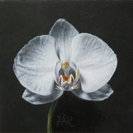 Orchidee Wit 3 Orchidee Wit 3
