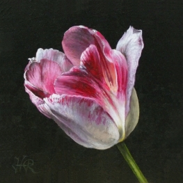 Tulpenportret 9 Tulpenportret 9