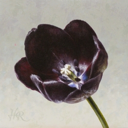 Tulpenportret 11 Tulpenportret 11