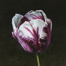 Tulpenportret 16 Tulpenportret 16