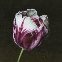 Tulpenportret 17 Tulpenportret 17