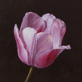 Tulpenportret 19 Tulpenportret 19