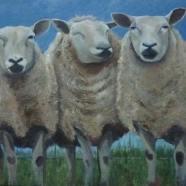 3 schapen voor een hek 3 schapen voor een hek
