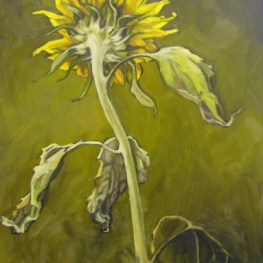 zonnebloem zonnebloem
