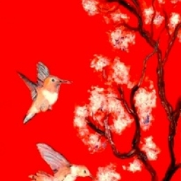 Kolibries rood Kolibries rood