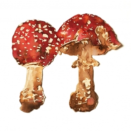 Paddestoelen Paddestoelen