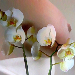 Orchidee flatteert Borst Orchidee flatteert Borst