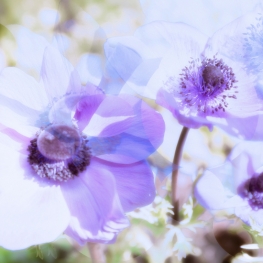 Anemonen I Anemonen I