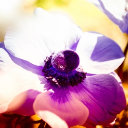 Anemonen II Anemonen II