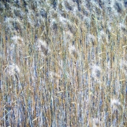 Rietlandschap 3 Rietlandschap 3