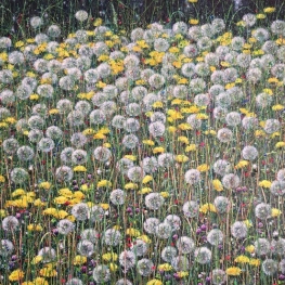 Paardenbloemen Paardenbloemen