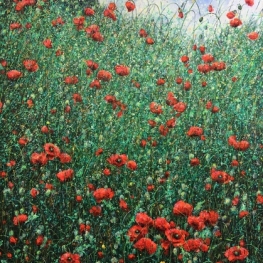 A lot of poppies this summer A lot of poppies this summer