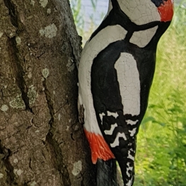 Grote Bonte Specht Grote Bonte Specht