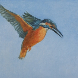 IJsvogel IJsvogel