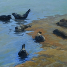 Zeehonden Punt van Reide Zeehonden Punt van Reide