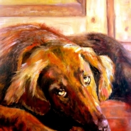 Flatcoated retriever Flatcoated retriever