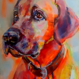 Ridgeback portret Ridgeback portret