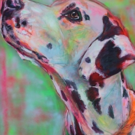 Dalmatier portret Dalmatier portret