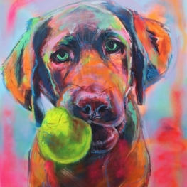 Labrador portret Labrador portret