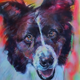 Border Collie portret Border Collie portret